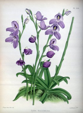 Orkide çiçek beyaz arka plan