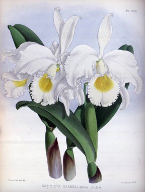 Orkide çiçek beyaz arka plan