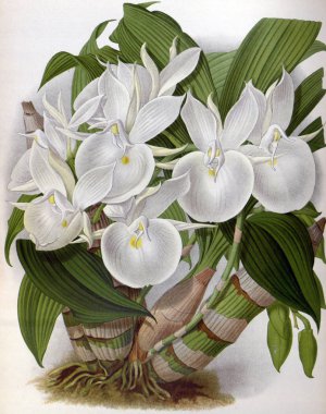 Orkide çiçek beyaz arka plan