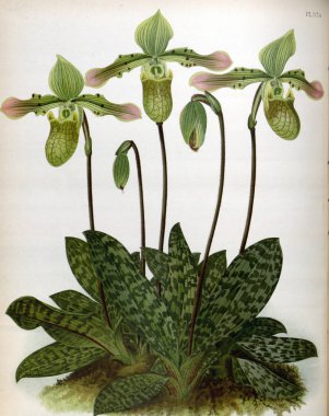 Orkide çiçek beyaz arka plan