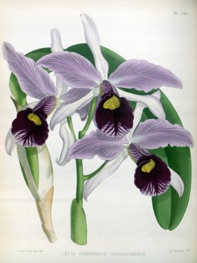 Orkide çiçek beyaz arka plan