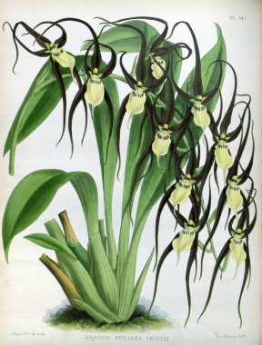 Orkide çiçek beyaz arka plan