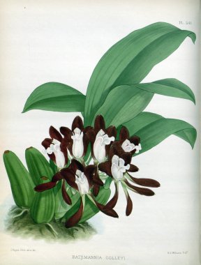 Orkide çiçek beyaz arka plan