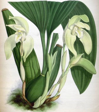 Orkide çiçek beyaz arka plan