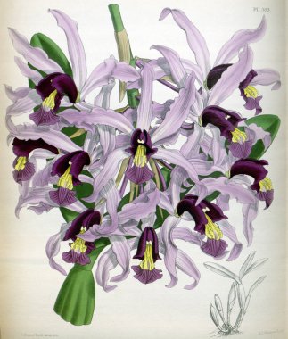 Orkide çiçek beyaz arka plan