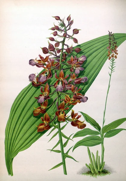 Orkide çiçek beyaz arka plan