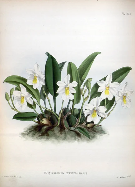 Orkide çiçek beyaz arka plan