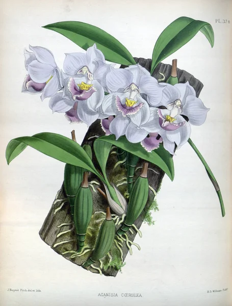 Fondo Bianco Del Fiore Del Orchid — Foto Stock