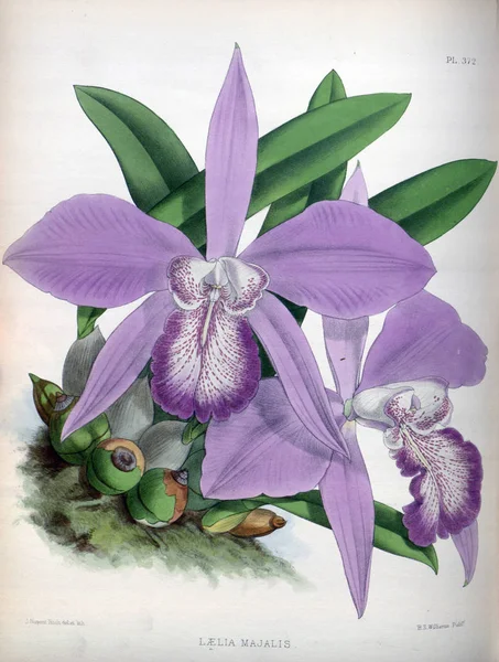 Orkide çiçek beyaz arka plan