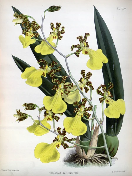 Orchidée Fleur Fond Blanc — Photo