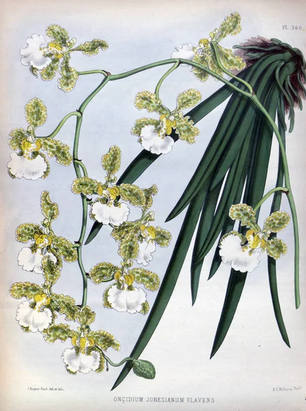 Orkide çiçek beyaz arka plan