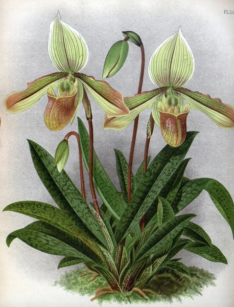 Orkide çiçek beyaz arka plan