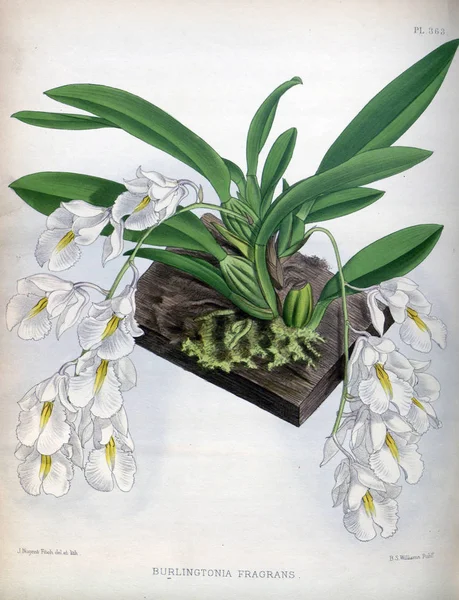 Orkide çiçek beyaz arka plan