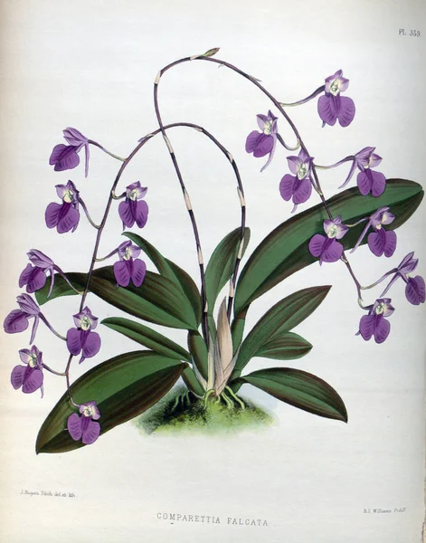 Orkide çiçek beyaz arka plan