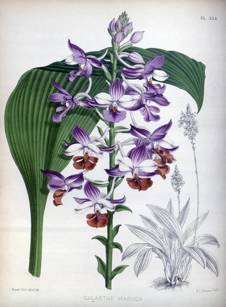 Орхидея Цветок Белый Фон — стоковое фото