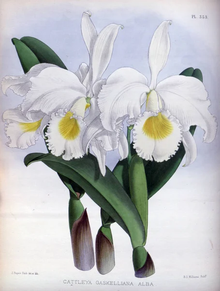 Orkide çiçek beyaz arka plan