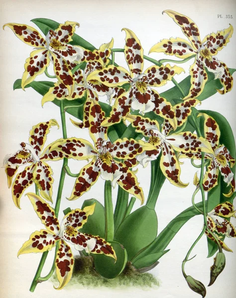 Fondo Bianco Del Fiore Del Orchid — Foto Stock