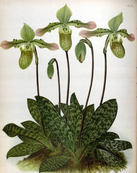 Orkide çiçek beyaz arka plan