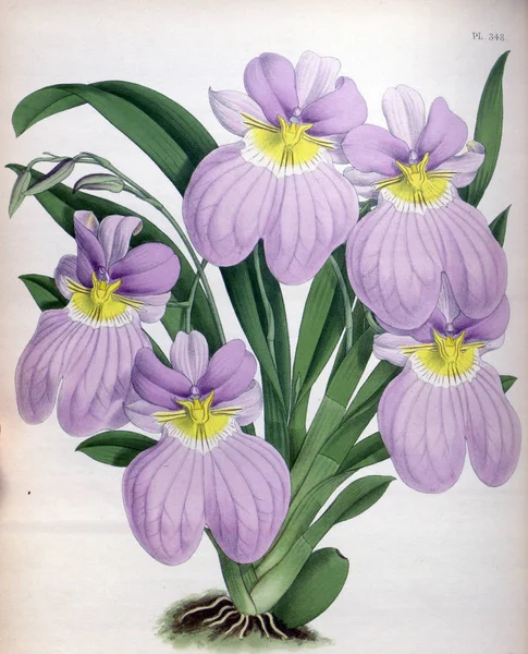 Orkide çiçek beyaz arka plan