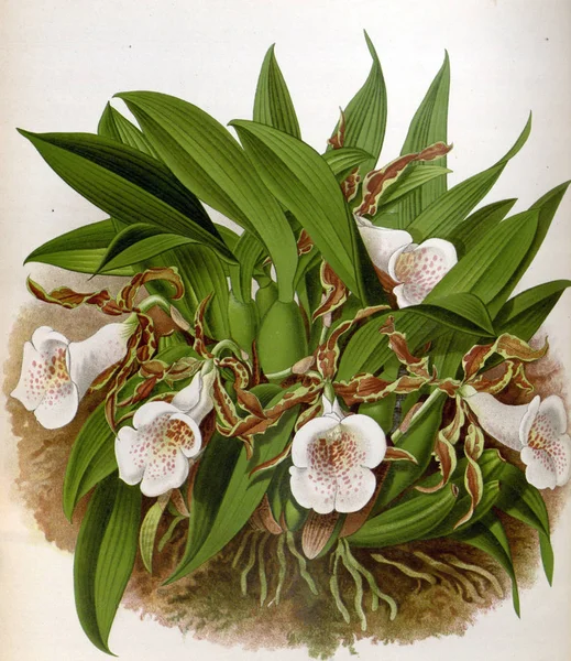 Orkide çiçek beyaz arka plan