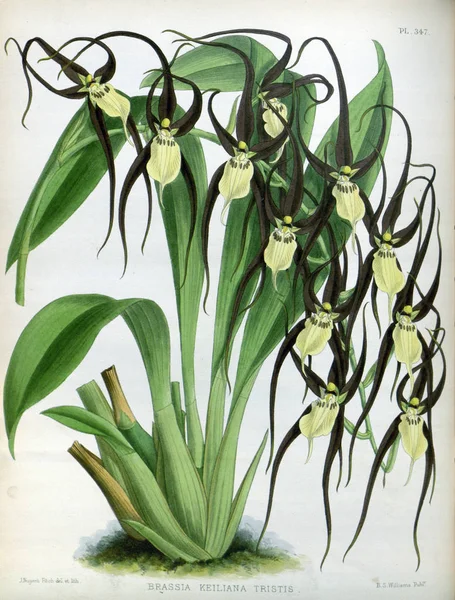 Orkide çiçek beyaz arka plan