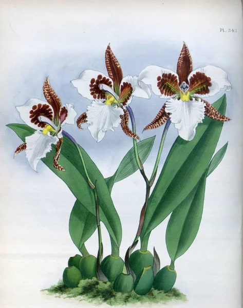 Fondo Bianco Del Fiore Del Orchid — Foto Stock