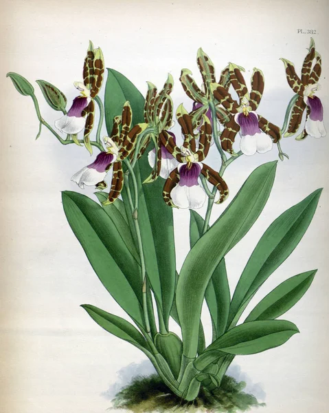 Orkide çiçek beyaz arka plan