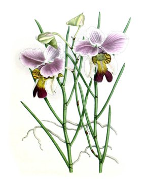 Orkide çiçek beyaz arka plan