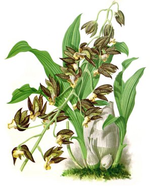 Orkide çiçek beyaz arka plan