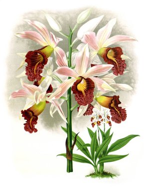 Orkide çiçek beyaz arka plan