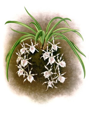 Orkide çiçek beyaz arka plan