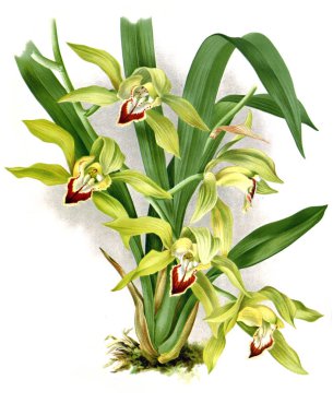 Orkide çiçek beyaz arka plan