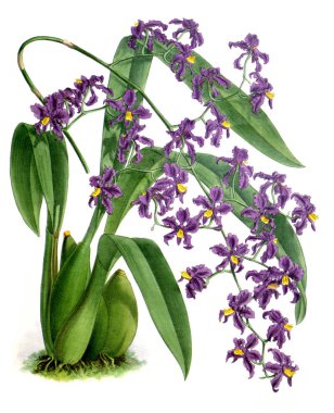 Orkide çiçek beyaz arka plan