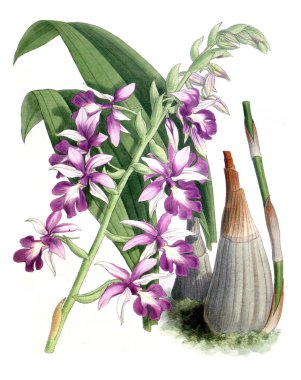 Orkide çiçek beyaz arka plan