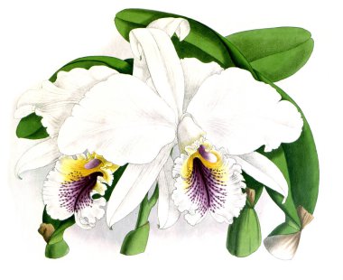 Orkide çiçek beyaz arka plan