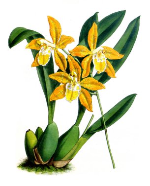 Orkide çiçek beyaz arka plan