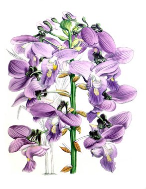 Orkide çiçek beyaz arka plan