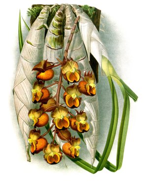 Orkide çiçek beyaz arka plan