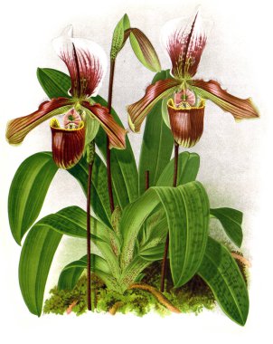 Orkide çiçek beyaz arka plan