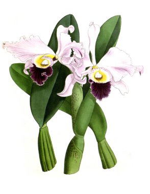 Orkide çiçek beyaz arka plan