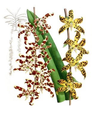 Orkide çiçek beyaz arka plan