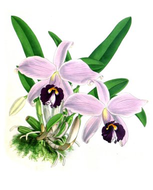 Orkide çiçek beyaz arka plan