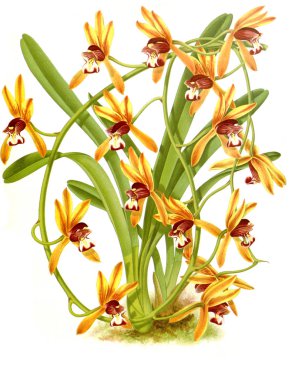 Orkide çiçek beyaz arka plan