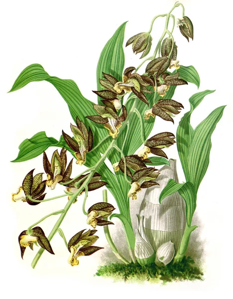 Орхидея Цветок Белый Фон — стоковое фото