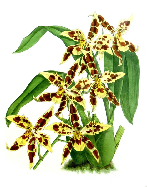 Orchideebloem Witte Achtergrond — Stockfoto