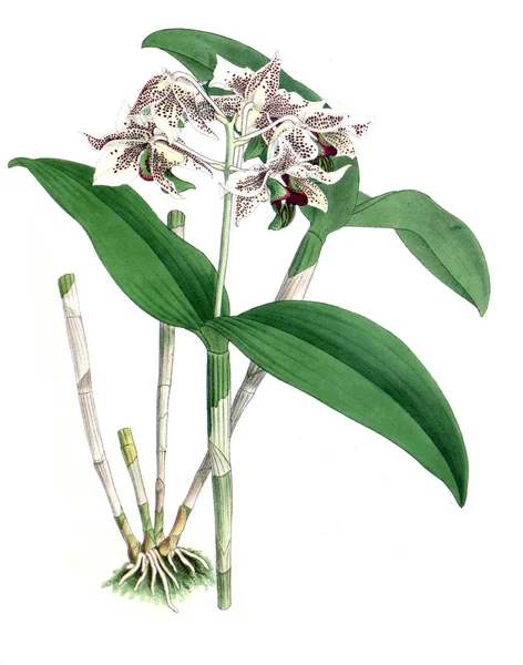 Orchidea Virág Fehér Háttér — Stock Fotó