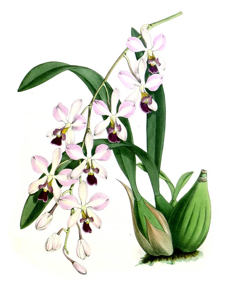 Květ Orchideje Bílé Pozadí — Stock fotografie