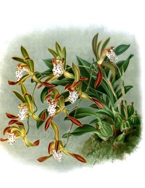 Orkide çiçek beyaz arka plan