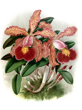 Orkide çiçek beyaz arka plan