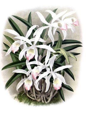 Orkide çiçek beyaz arka plan